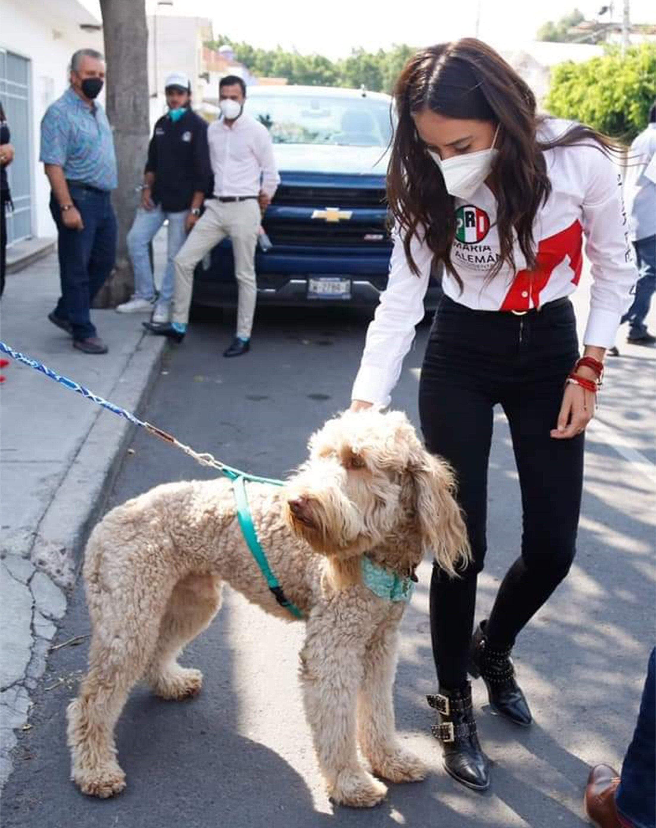 Capital de Querétaro tendría fiscalía especializada en maltrato animal