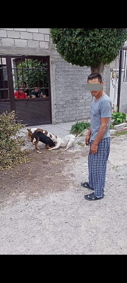 Denuncian ataque de pitbulls en la capital queretana; hirieron a un perrito