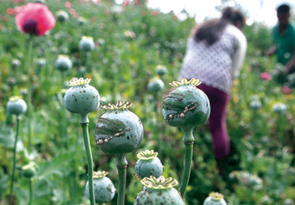 Valoran 9 gobernadores regular amapola
