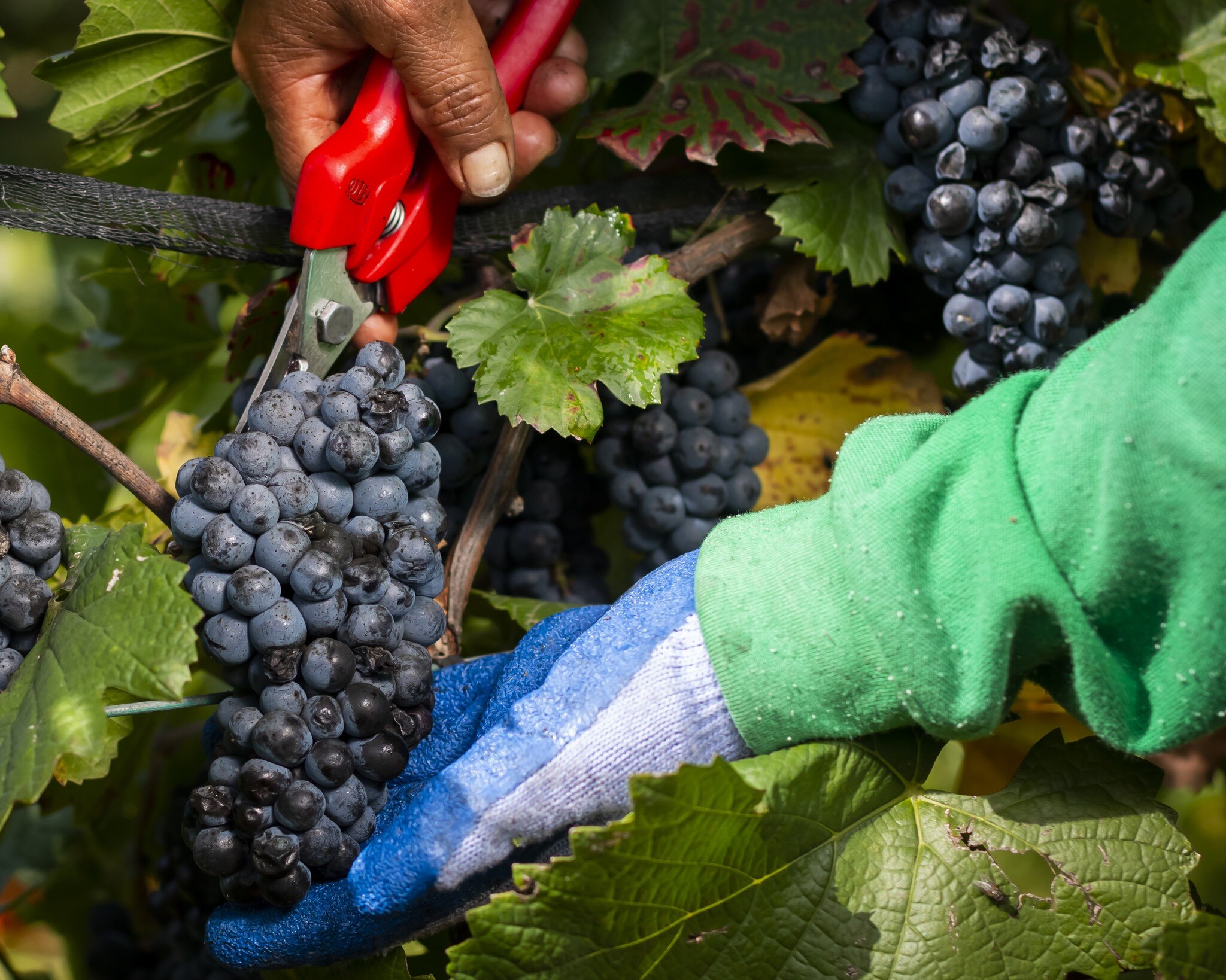 Viñedo Freixenet. Foto: Freixenet.