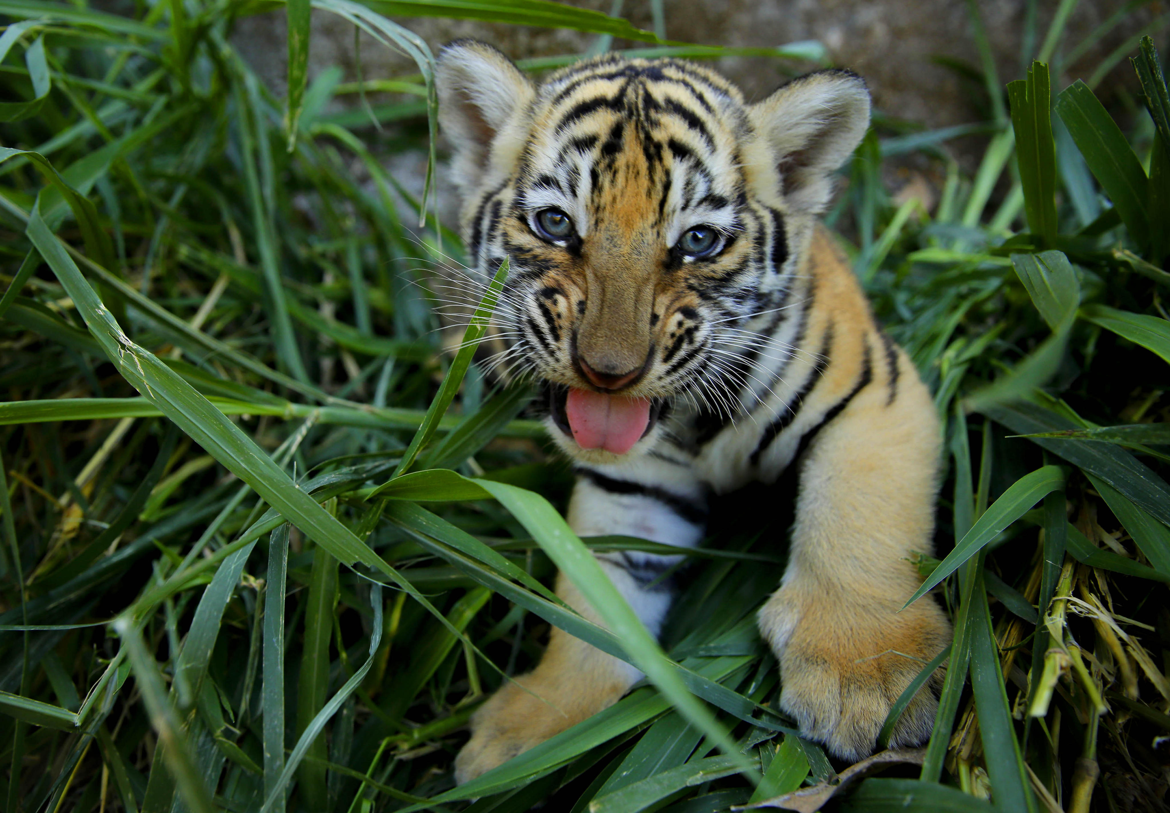 Aseguran 3 tigres de bengala en Guanajuato