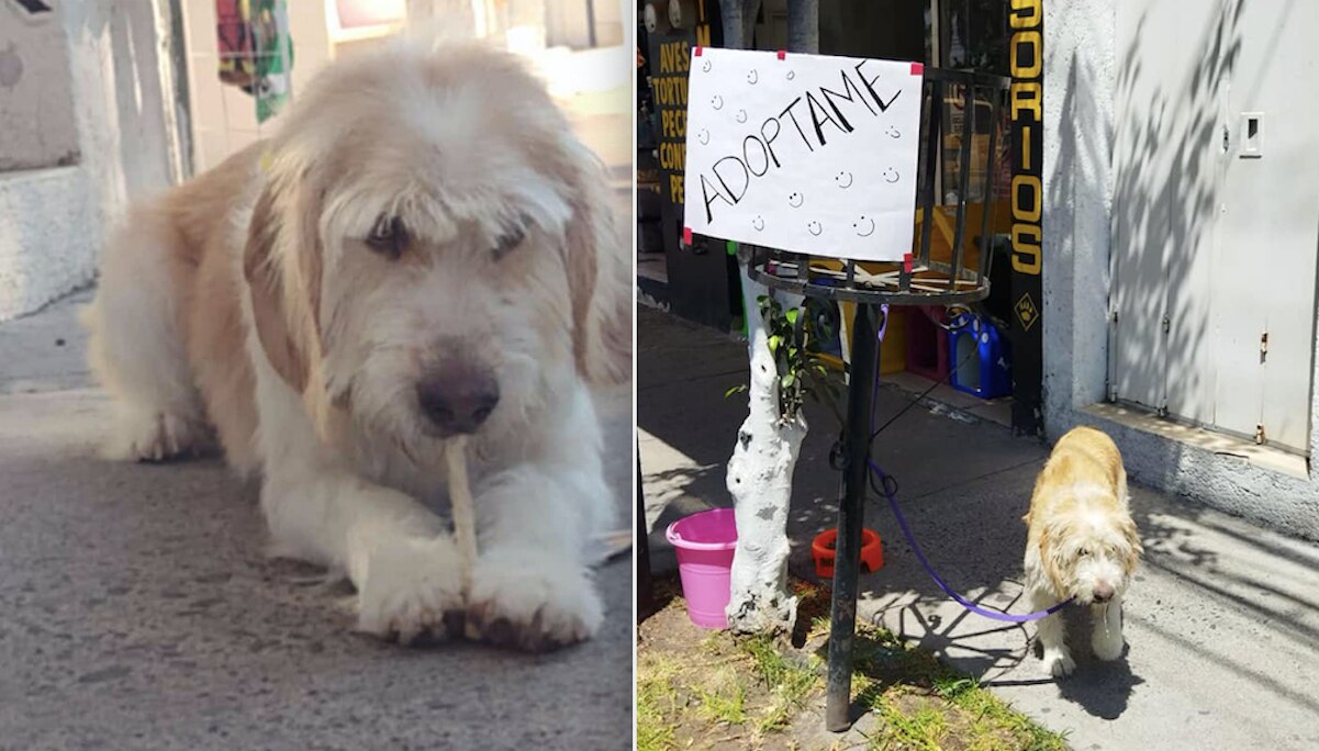 Perrito en adopción; andaba caminando en el Libramiento Sur Poniente en Querétaro