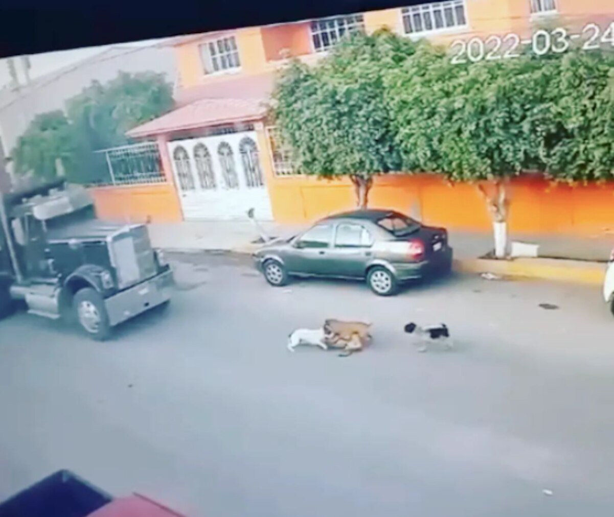 Vinculan a proceso al conductor que arrolló a dos lomitos en Querétaro