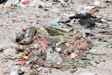 Aceptan mal manejo de animales muertos