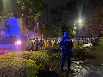 Trabajarán en prevención de caída de árboles