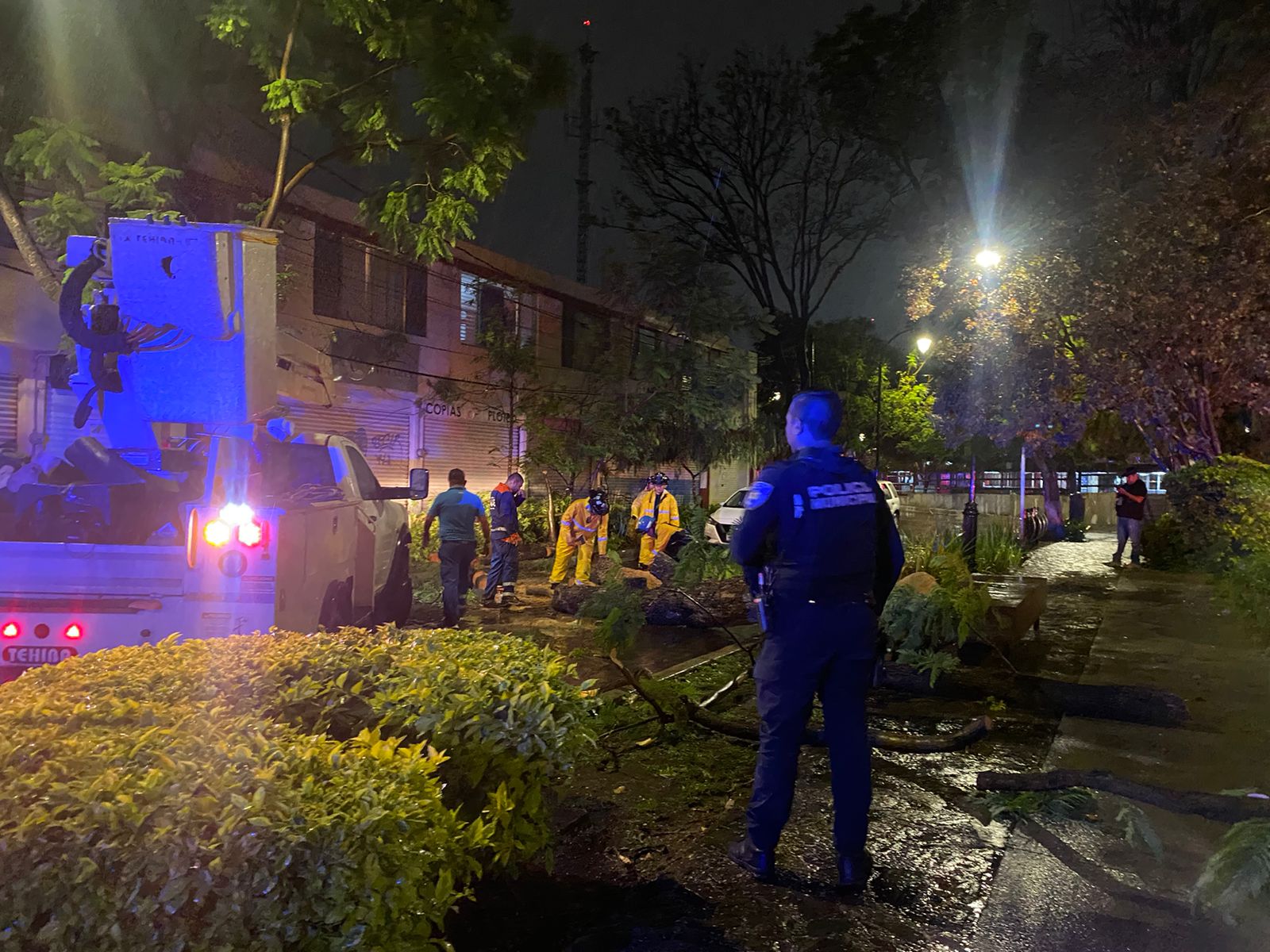 Trabajarán en prevención de caída de árboles