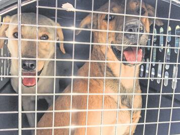 En 5 años, Querétaro tendrá medio millón de perros y gatos en situación de calle 