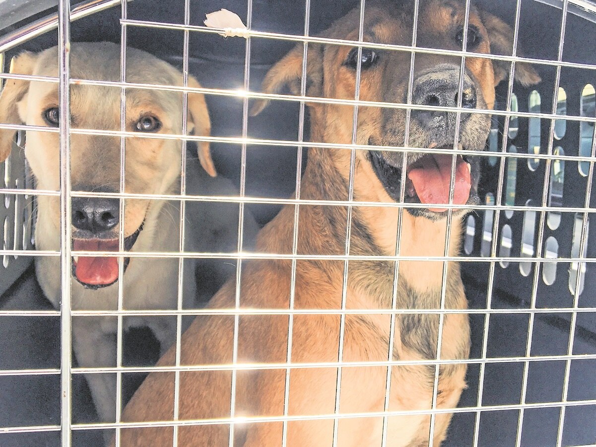 En 5 años, Querétaro tendrá medio millón de perros y gatos en situación de calle