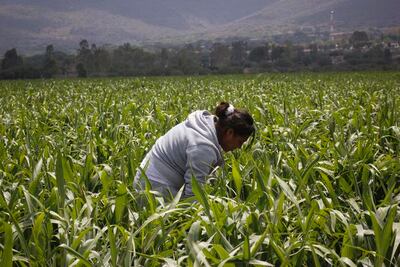 Daña mil 200 has. plaga de chapulín