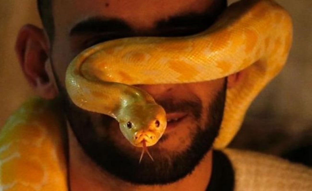 Al ser reptiles, las serpientes son "ectotérmicas" en términos biológicos. (FOTO: AFP)