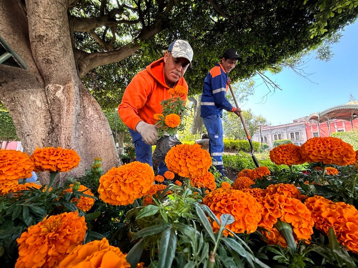 “Visten” con cempasúchil a la capital para Día de Muertos