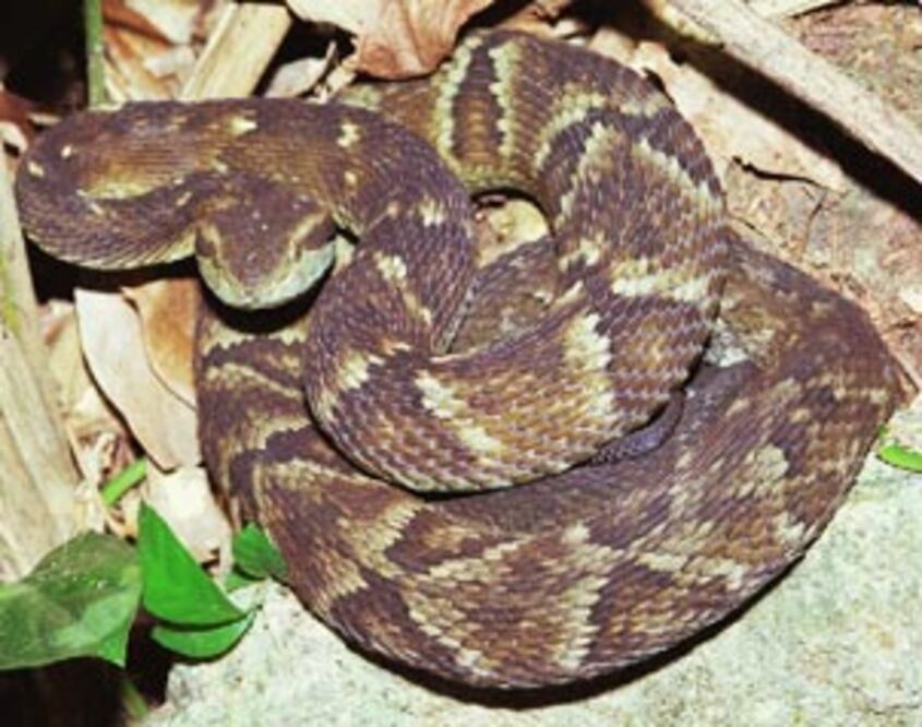 Aumentan mordeduras de serpiente en la entidad