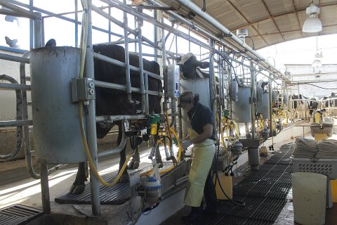 “Precio del lácteo no depende de Liconsa”