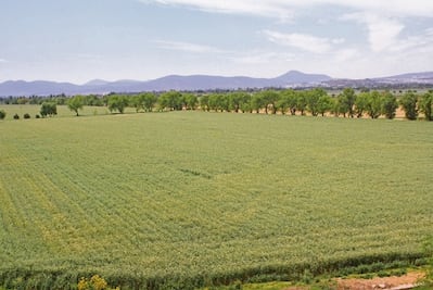 2012, productivo, pese a perdidas por sequía