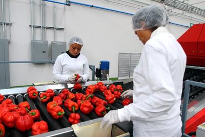 Crecen 180% empresas de los Países Bajos en el estado