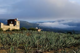 Del campo a la innovación: ¿qué hace realmente un ingeniero agrónomo?