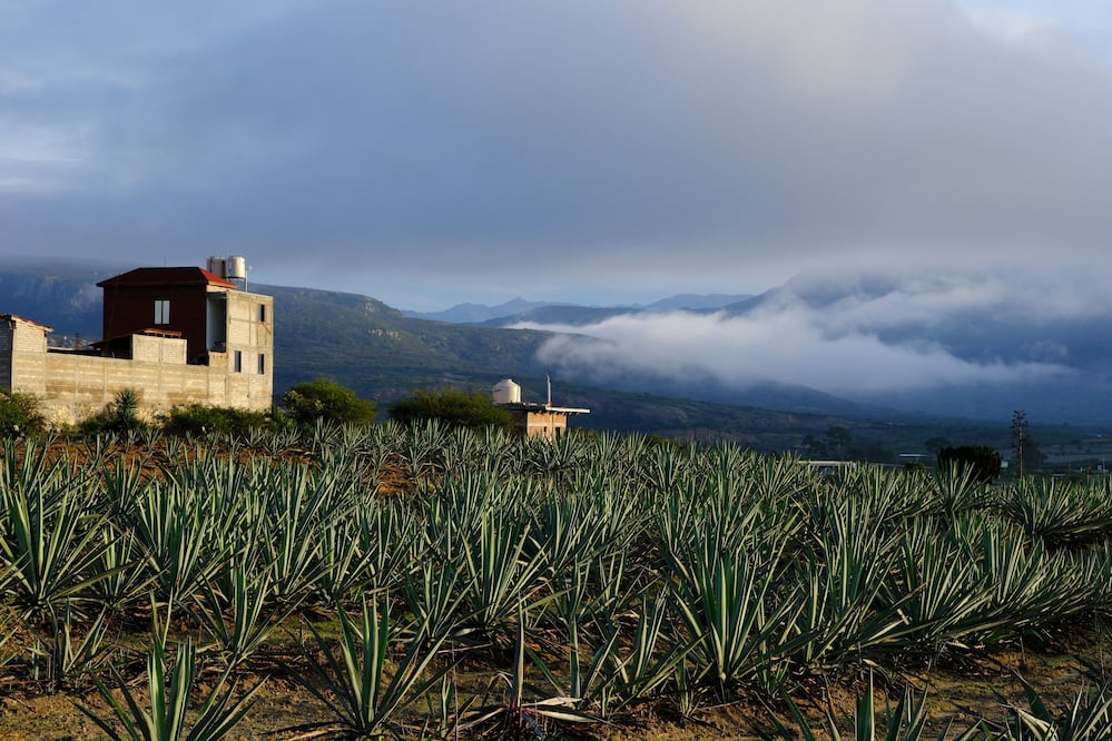 La carrera de Ingeniería Agropecuaria se renueva constantemente al grado de ser muy importante en el desarrollo de soluciones alimentarias para el futuro. Foto: Pexels