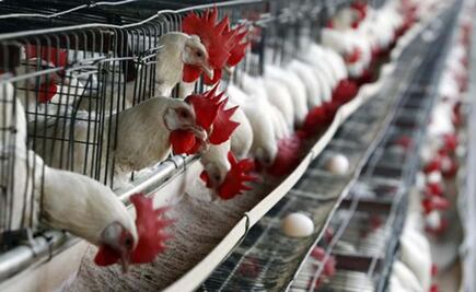 Influenza aviar (AH7N3) sin presentar riesgo: Senasica