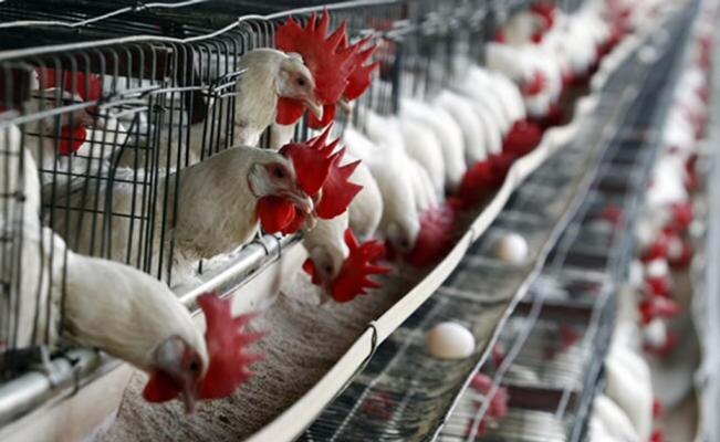 De acuerdo con el Senasica, la producción avícola nacional posee más de 200 millones de aves de postura y 300 millones de pollos de engorda