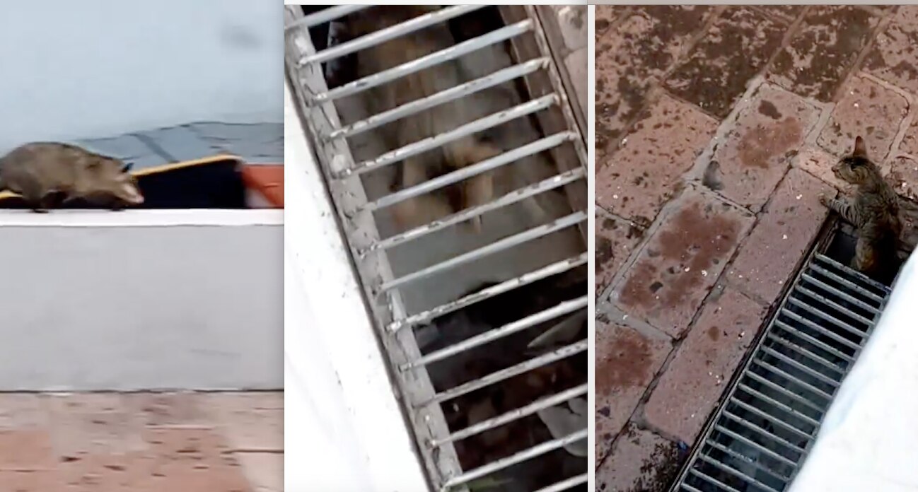 Captan pleito de tlacuache vs michi afuera del centro de entrenamiento de Gallos Blancos