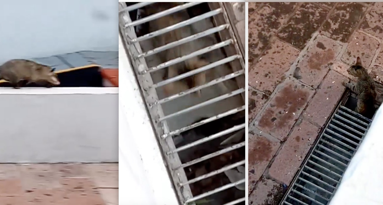 Foto: Facebook Robertico García Padrón