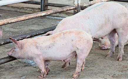 Porcicultura queretana enfrenta su peor crisis