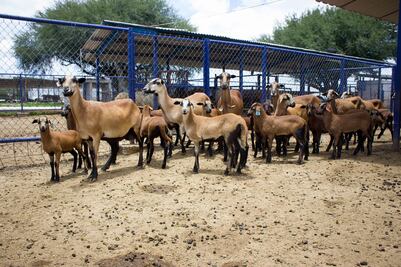 Imputan hechos de zoofilia o bestialismo a estudiante de la Universidad Autónoma de Querétaro