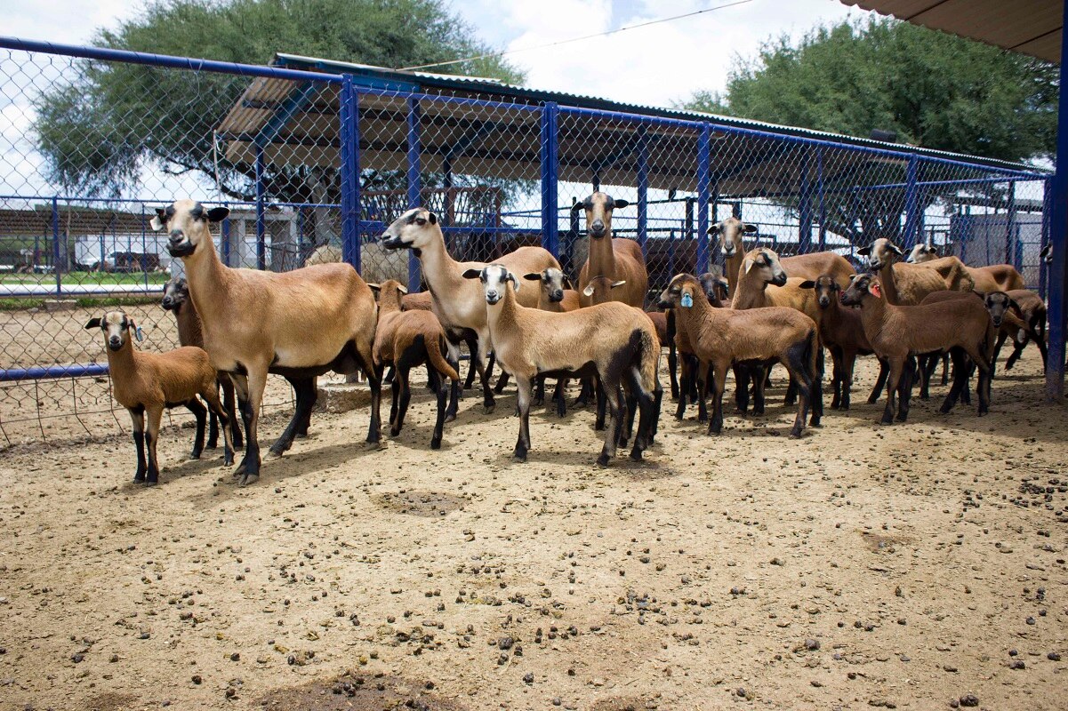 Imputan hechos de zoofilia o bestialismo a estudiante de la Universidad Autónoma de Querétaro
