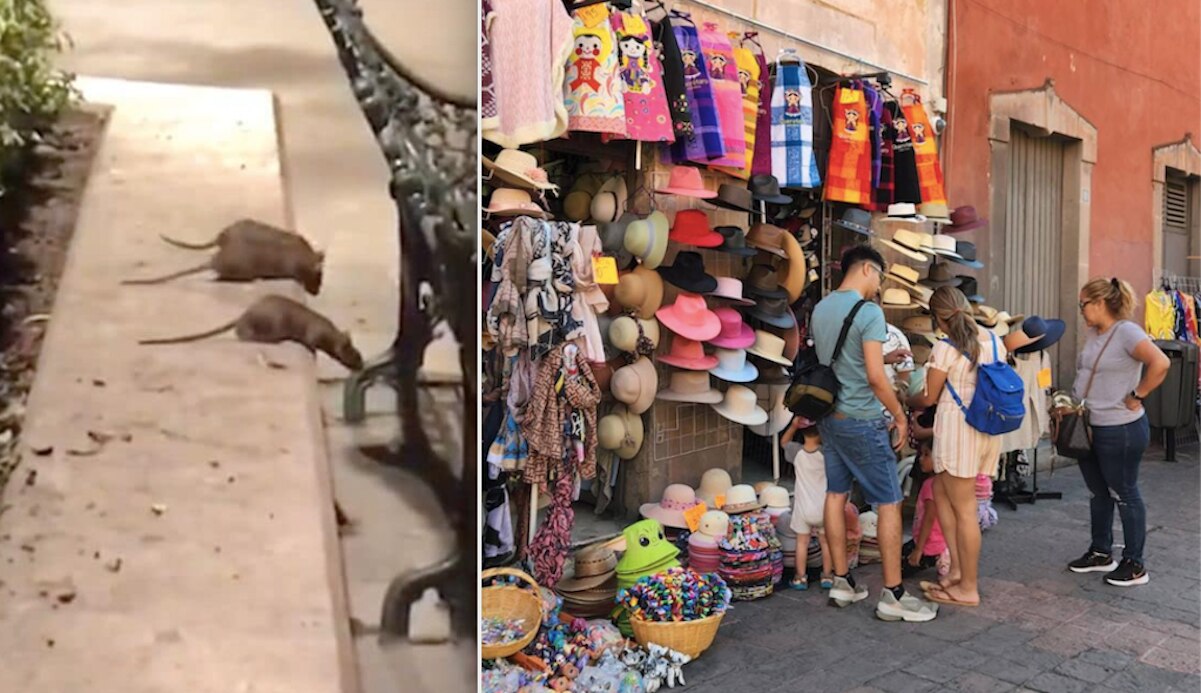 Plaga de ratas no afecta a negocios del Centro Histórico de Querétaro, señalan