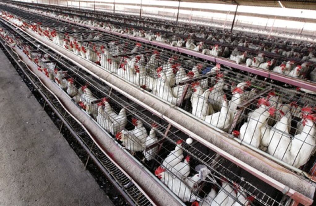 Edificarán granjas avícolas en noviembre: gobierno