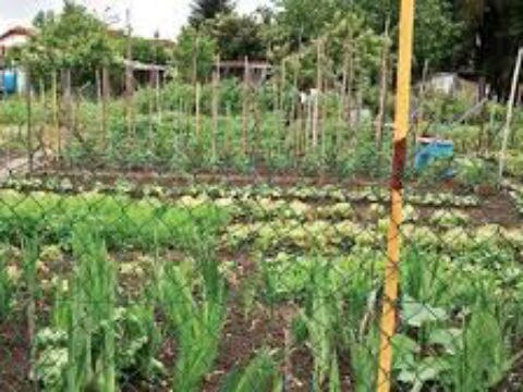 Más recursos para huertos familiares