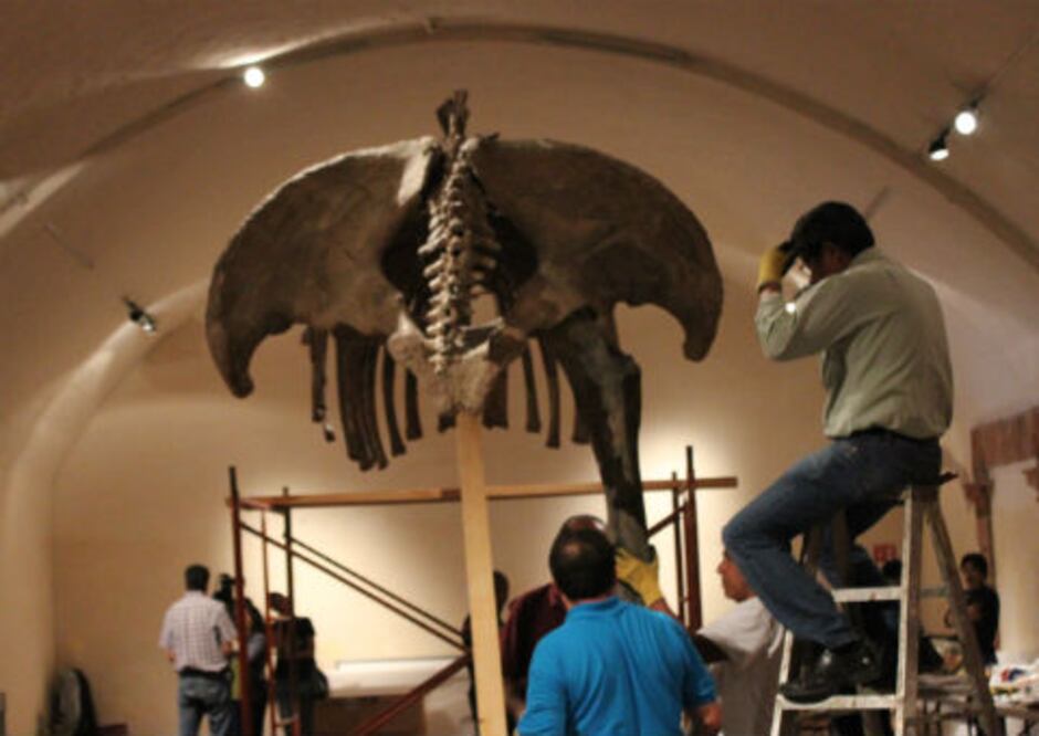 Llega un mamut al Museo Regional
