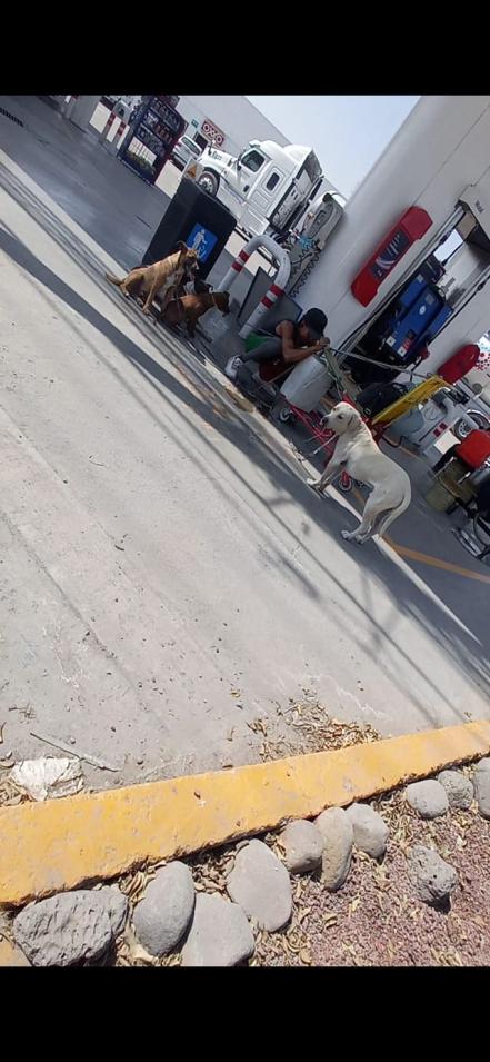 Captan trineo de perros en Querétaro; transitaba por las obras de 5 de Febrero 