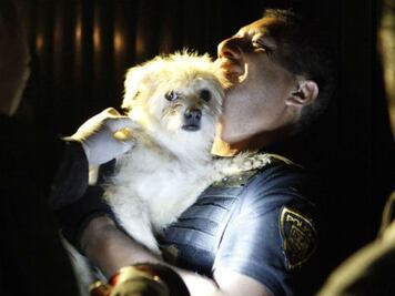 Convocan a adopción de mascotas