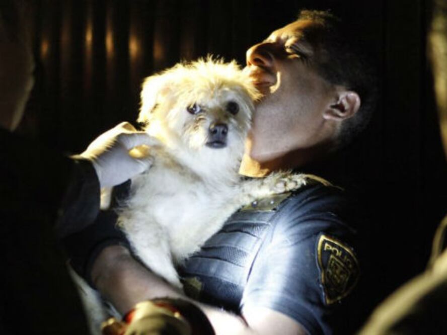 Convocan a adopción de mascotas