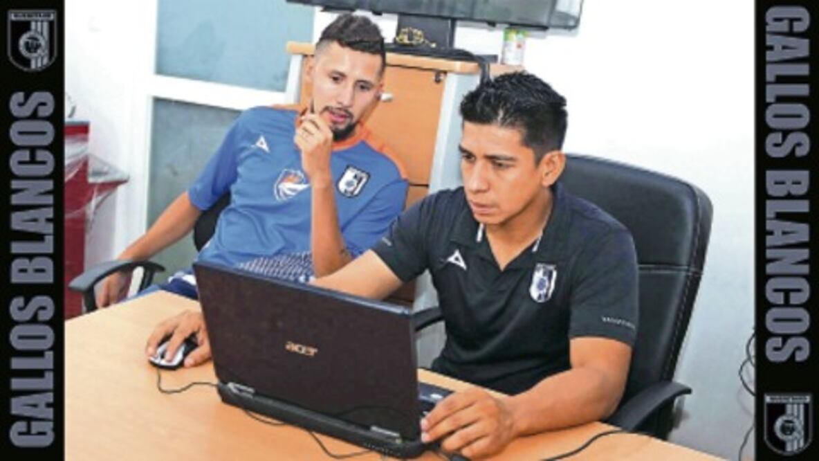 Gallos presentan exámenes médicos