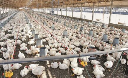 Hong Kong suspende importación de pollo de Guanajuato por gripe aviar