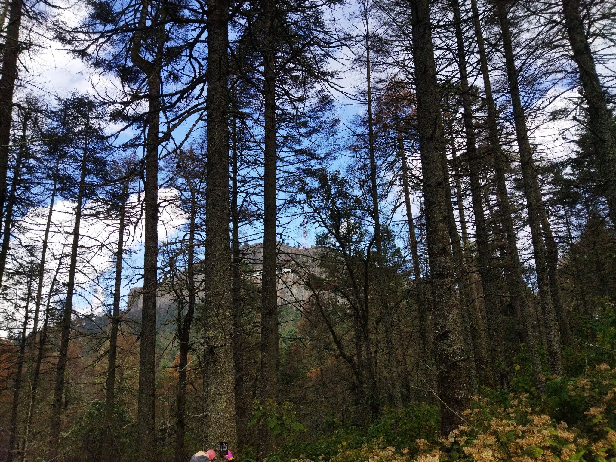 Bosque en el Pinal del Zamorano. Foto: Amanda Alcatraz, FB