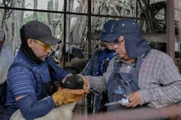 Realizan en Corregidora Jornada de Salud Animal