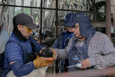 Realizan en Corregidora Jornada de Salud Animal