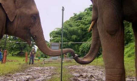 VIDEO. Dos elefantes demuestran su inteligencia en un experimento