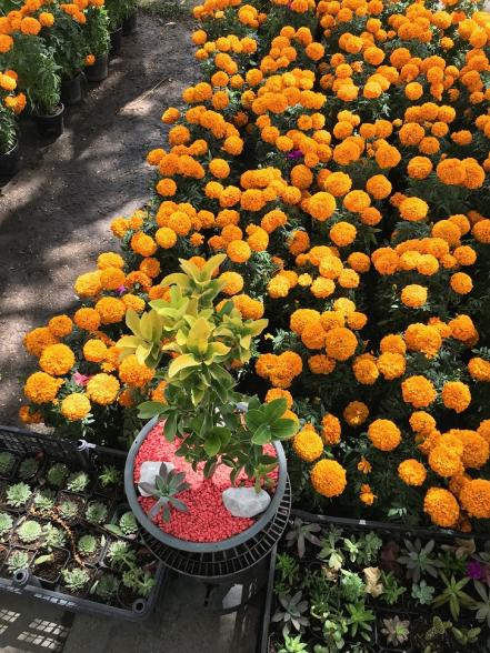 Flor de 20 pétalos. Capital viste con jardines de cempasúchil 