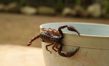 Alacranes bailan al ritmo de Chayanne y son furor en la red