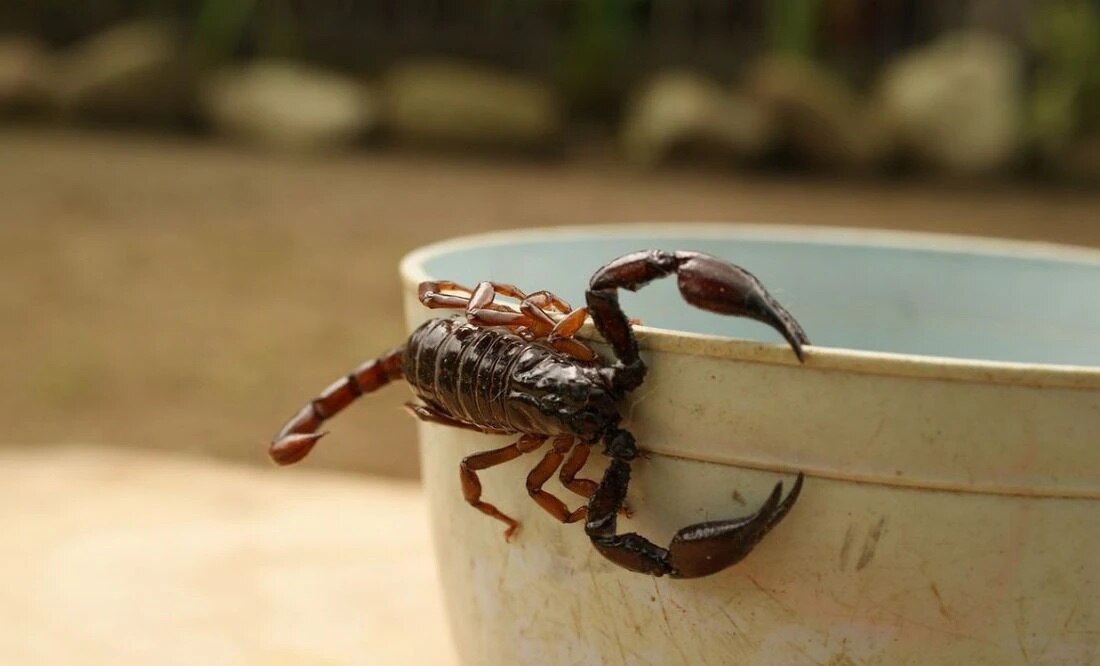 Alacranes bailan al ritmo de Chayanne y son furor en la red