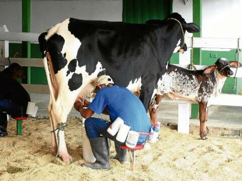 Adultos necesitan consumir leche