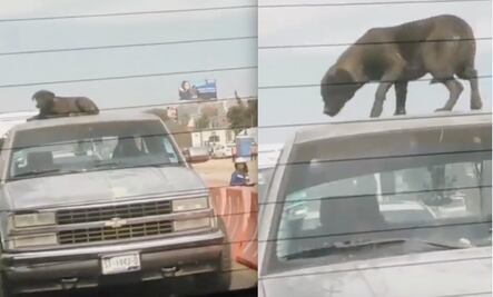 Captan a perrito encima de camioneta en plena avenida 5 de Febrero