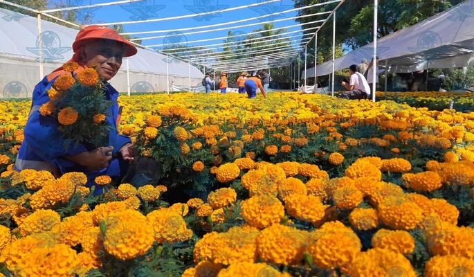 Querétaro adornará plazas y jardines con 35 mil plantas de cempasúchil