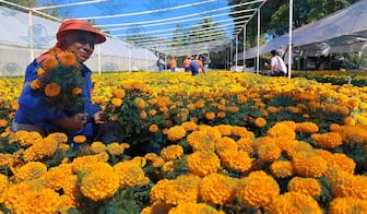 Querétaro adornará plazas y jardines con 35 mil plantas de cempasúchil