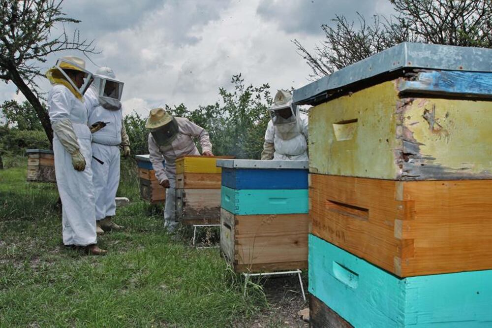 Buscan reactivar producción apícola