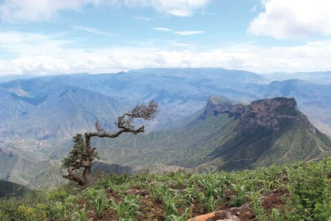 Buscan eliminar el gusano descortezador en bosques